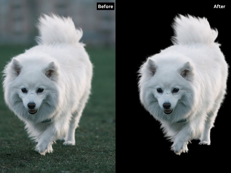 A "Before and After" comparison image of a fluffy white dog. The "Before" image shows the dog walking on grass with a blurred background, while the "After" image shows the dog perfectly masked with its fur details preserved, set against a solid black background